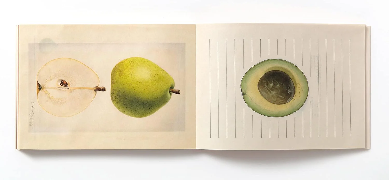 100 Writing & Crafting Papers Of Fruit - Japanese - Image 3