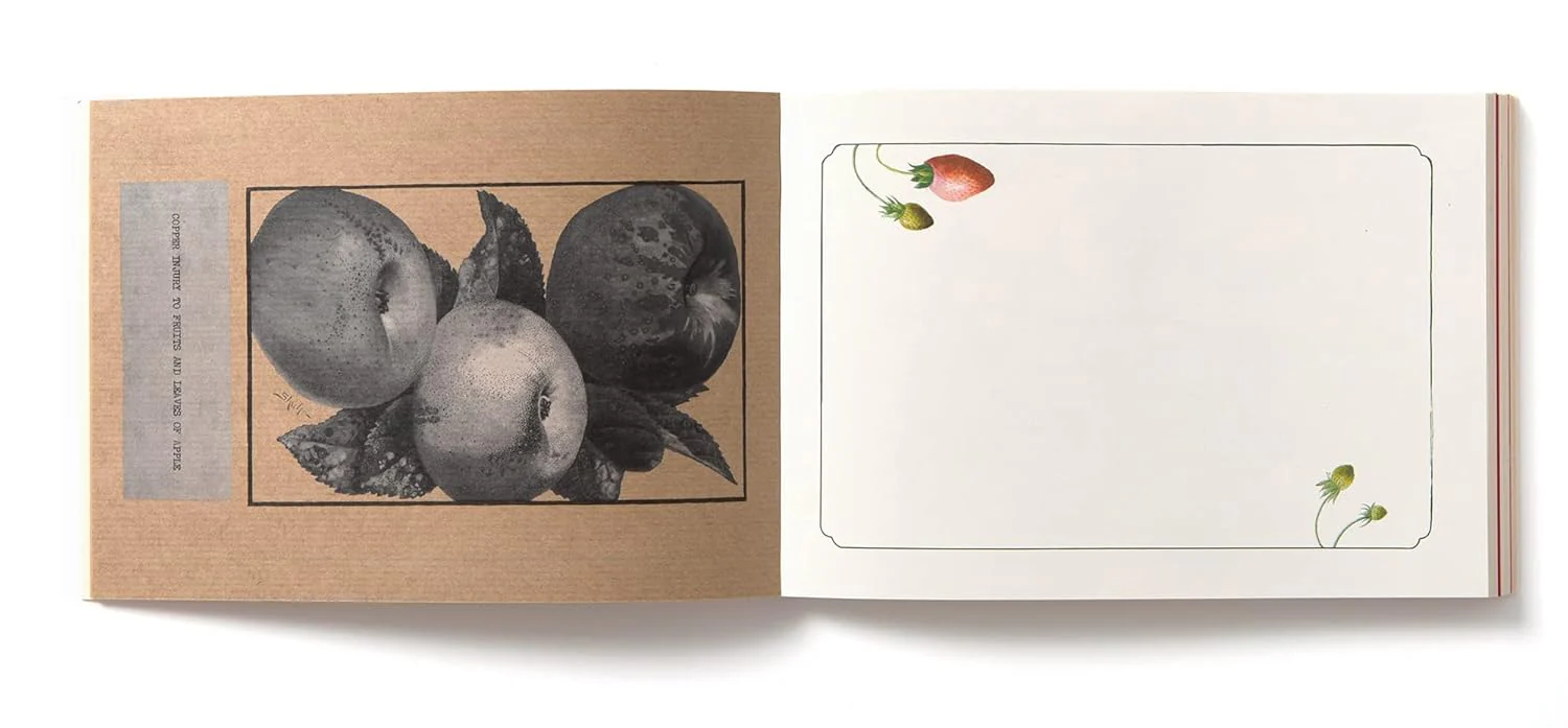 100 Writing & Crafting Papers Of Fruit - Japanese - Image 6