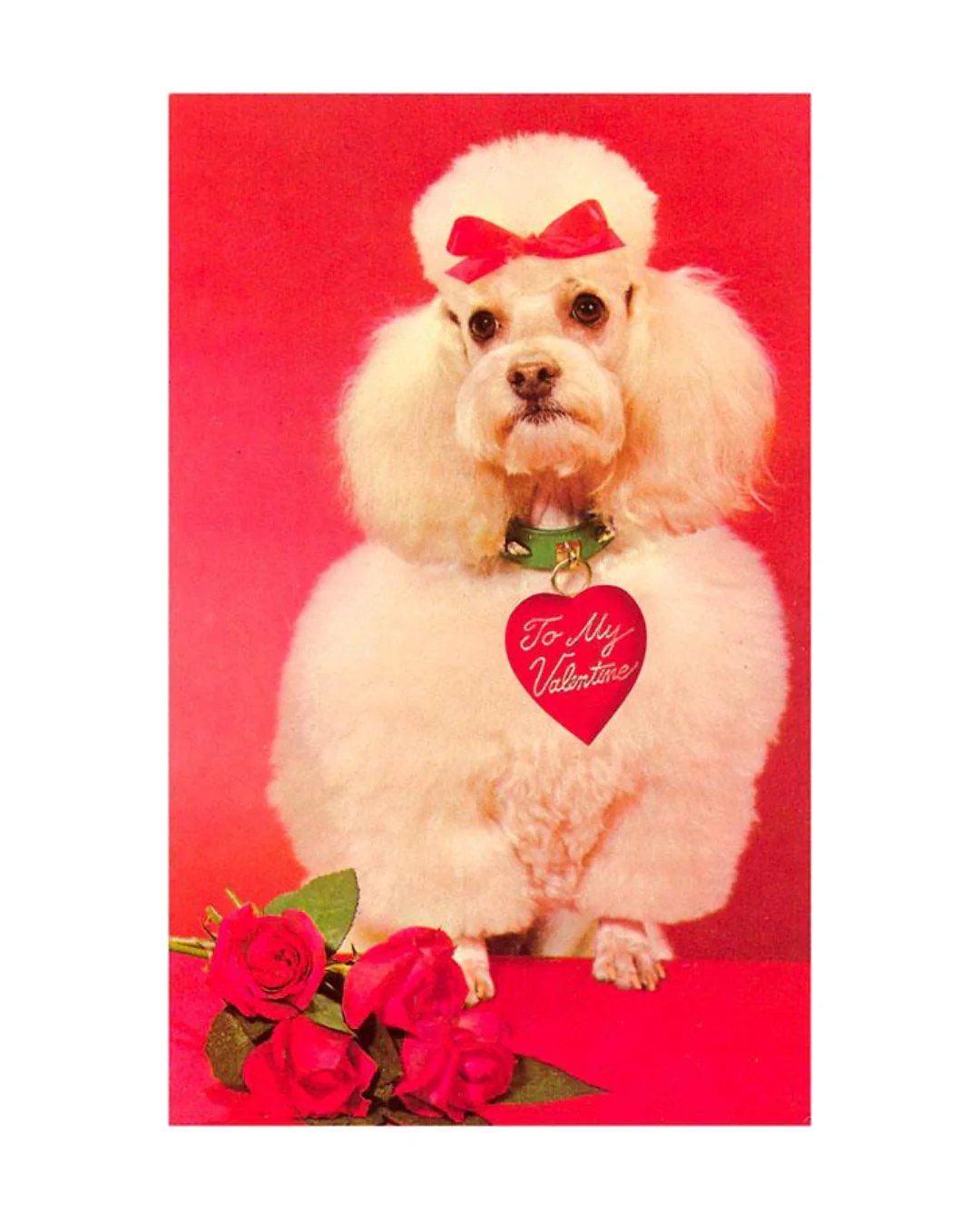 Found Image Press - Poodle with Roses Postcard