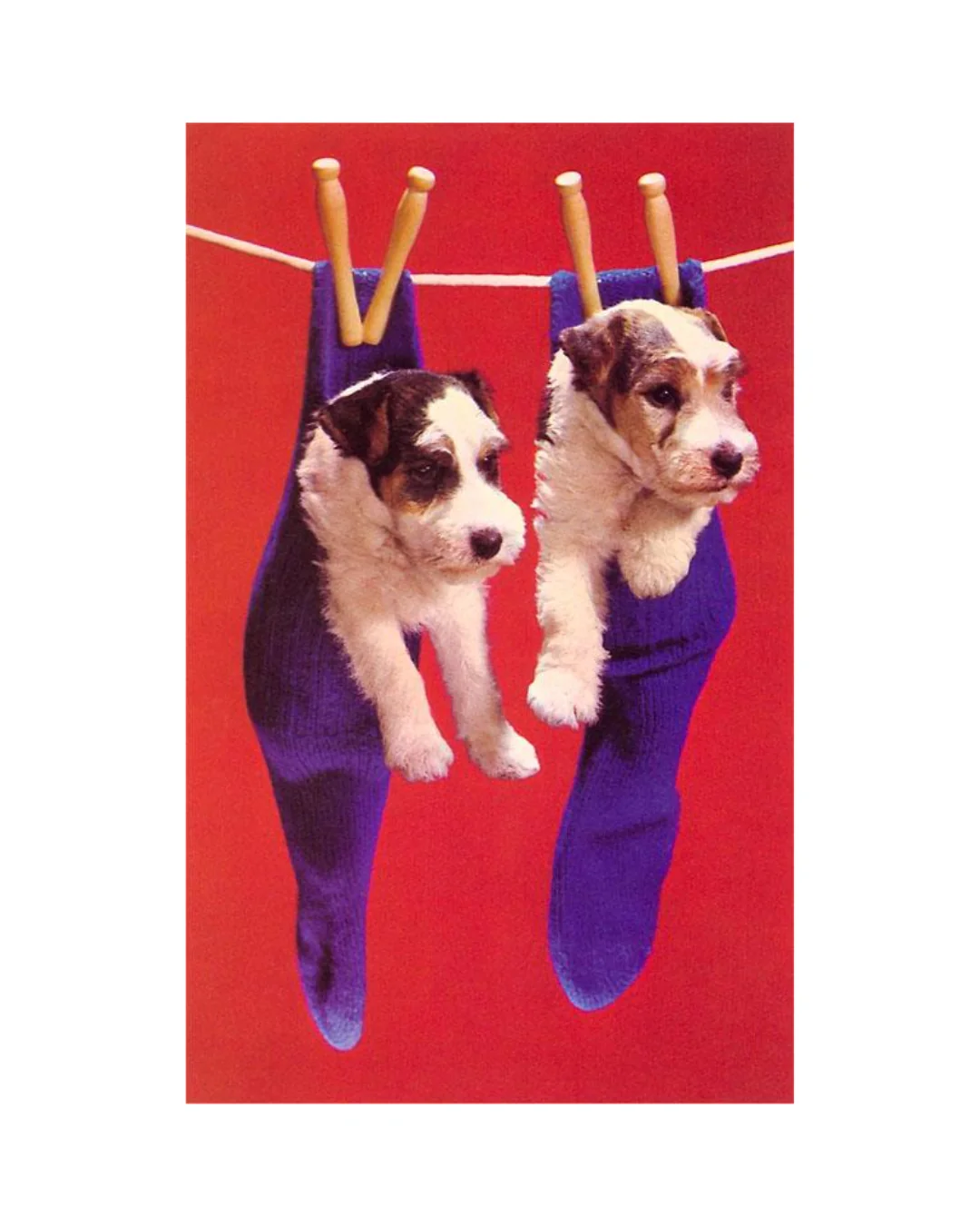 Found Image Press - Puppies in Socks Postcard