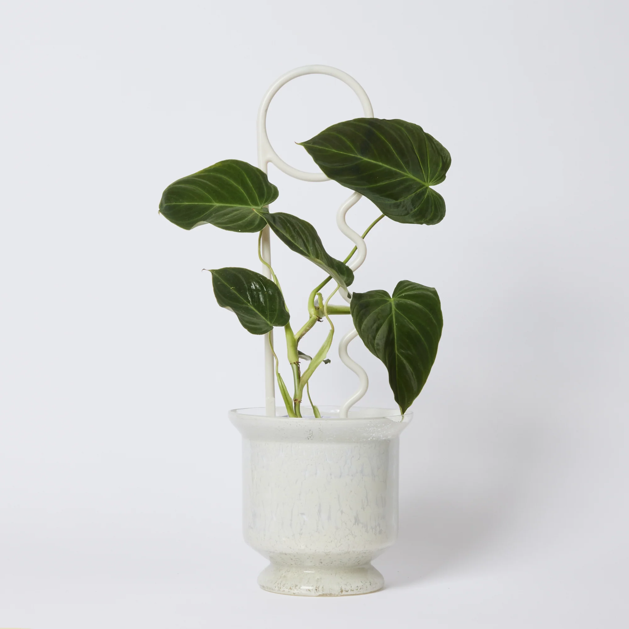 Lucky Things - Milky Plant Pin - Image 2
