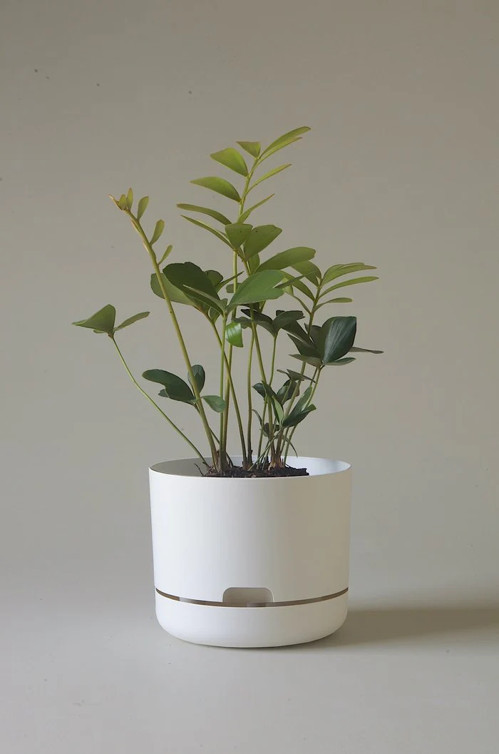 Mr Kitly - Self-Watering Plant Pots - 215mm - PICK UP ONLY - Image 10