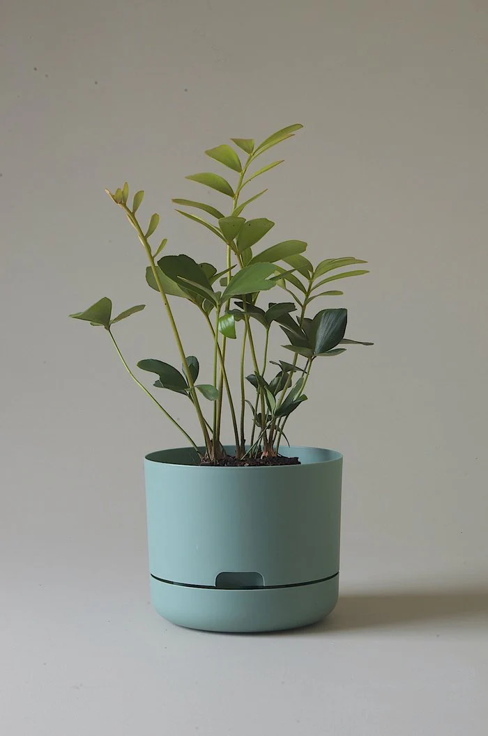 Mr Kitly - Self-Watering Plant Pots - 215mm - PICK UP ONLY - Image 3