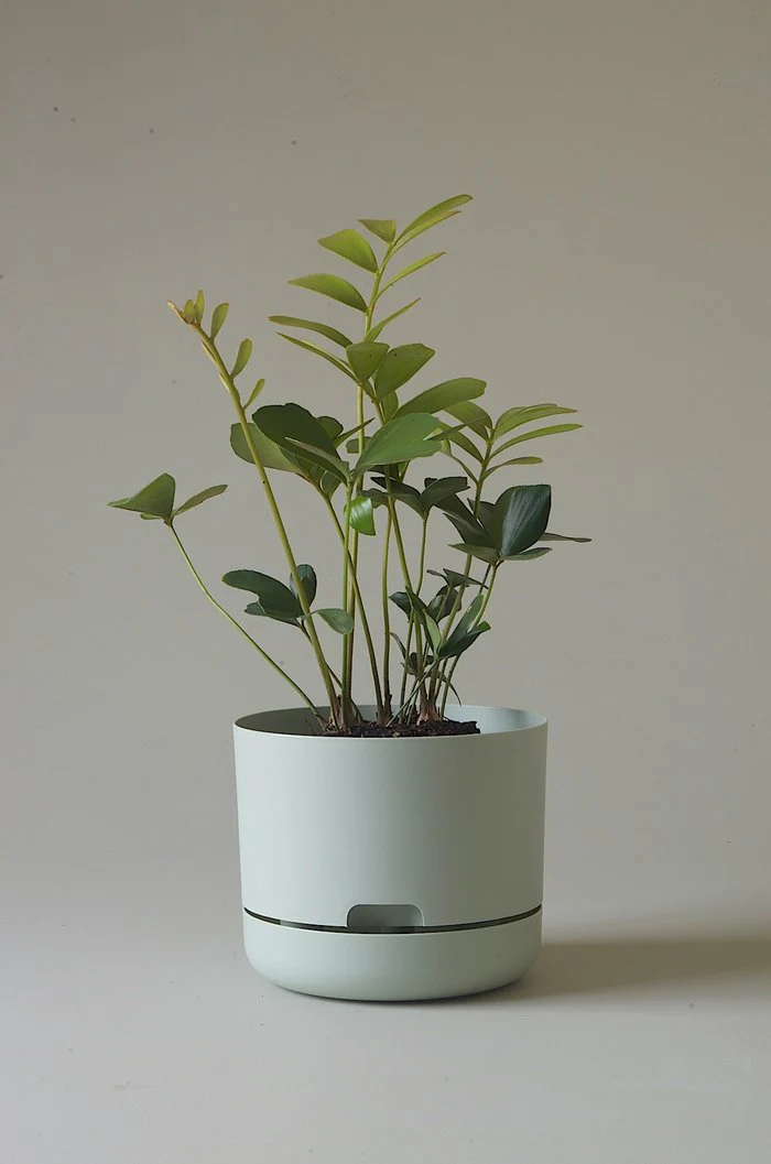 Mr Kitly - Self-Watering Plant Pots - 215mm - PICK UP ONLY - Image 4