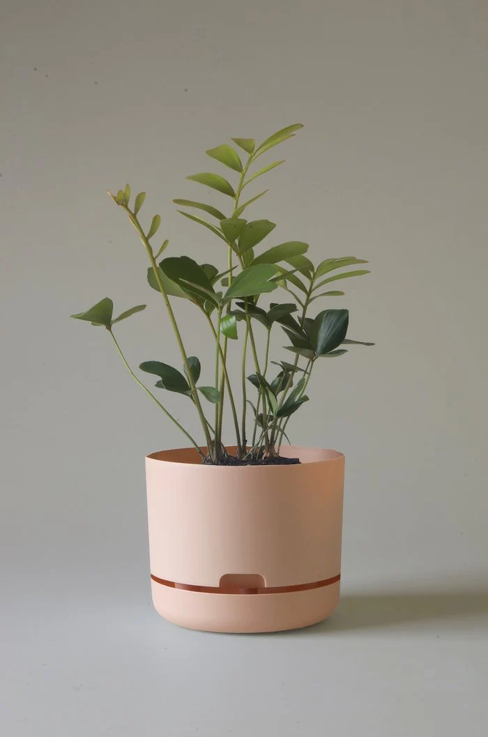 Mr Kitly - Self-Watering Plant Pots - 215mm - PICK UP ONLY - Image 5