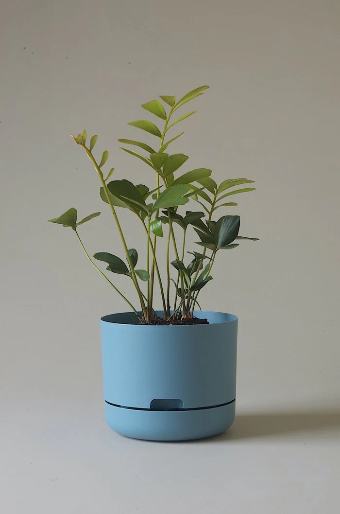 Mr Kitly - Self-Watering Plant Pots - 215mm - PICK UP ONLY - Image 6