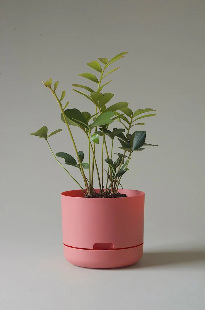 Mr Kitly - Self-Watering Plant Pots - 215mm - PICK UP ONLY - Image 7