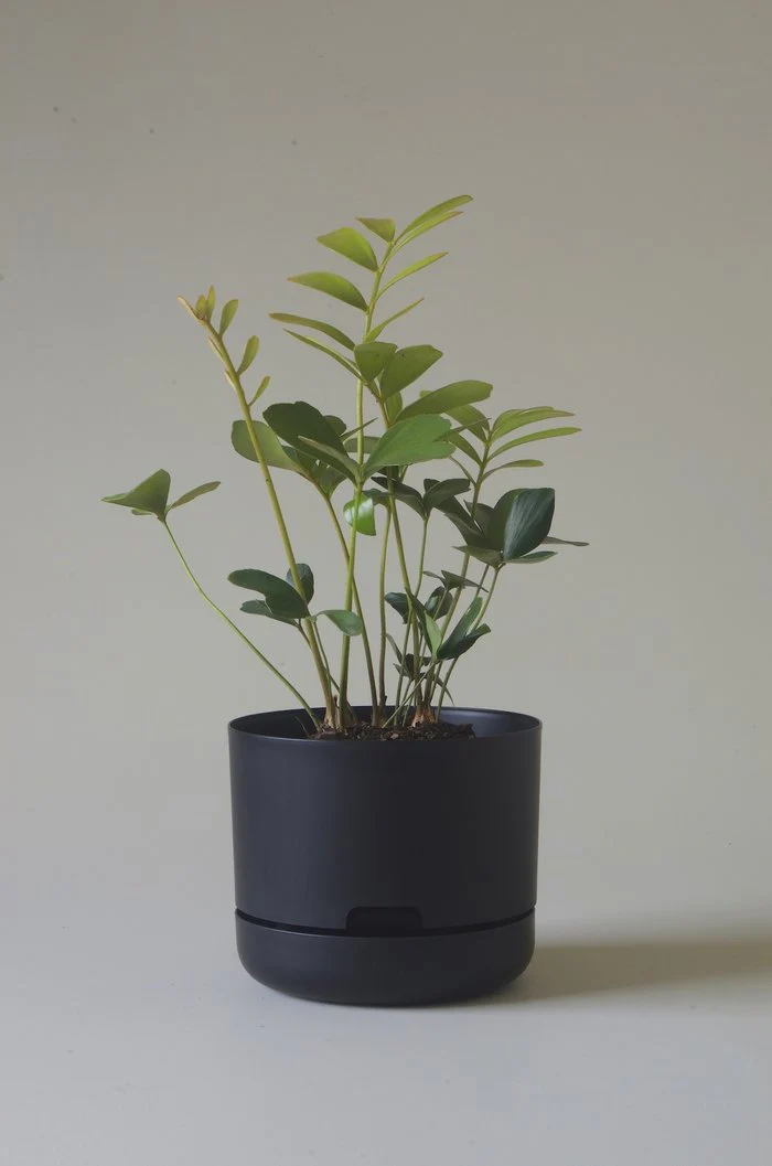 Mr Kitly - Self-Watering Plant Pots - 215mm - PICK UP ONLY - Image 8