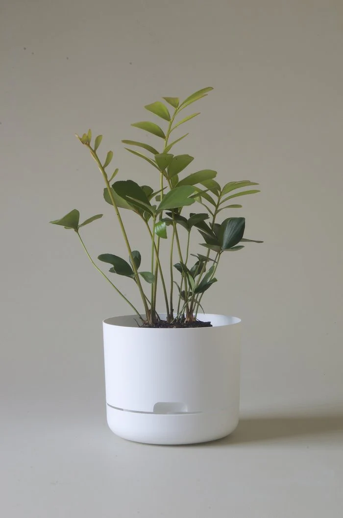 Mr Kitly - Self-Watering Plant Pots - 215mm - PICK UP ONLY - Image 9
