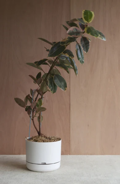 Mr Kitly - Self-Watering Plant Pots - 375mm - PICK UP ONLY - Image 3