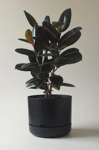 Mr Kitly - Self-Watering Plant Pots - 375mm - PICK UP ONLY - Image 4