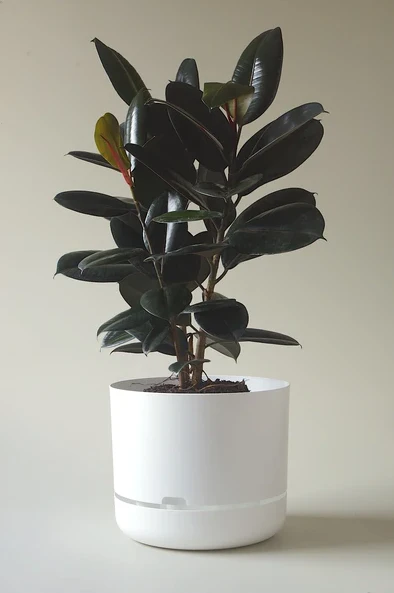 Mr Kitly - Self-Watering Plant Pots - 375mm - PICK UP ONLY - Image 5