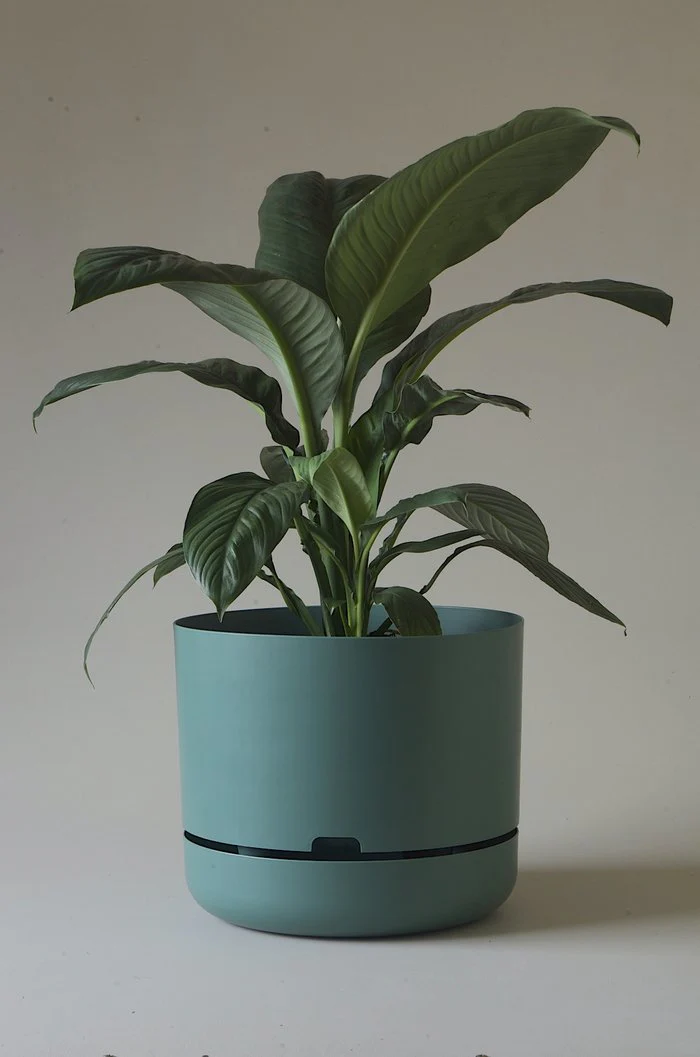 Mr Kitly - Self-Watering Plant Pots - 375mm - PICK UP ONLY - Image 6