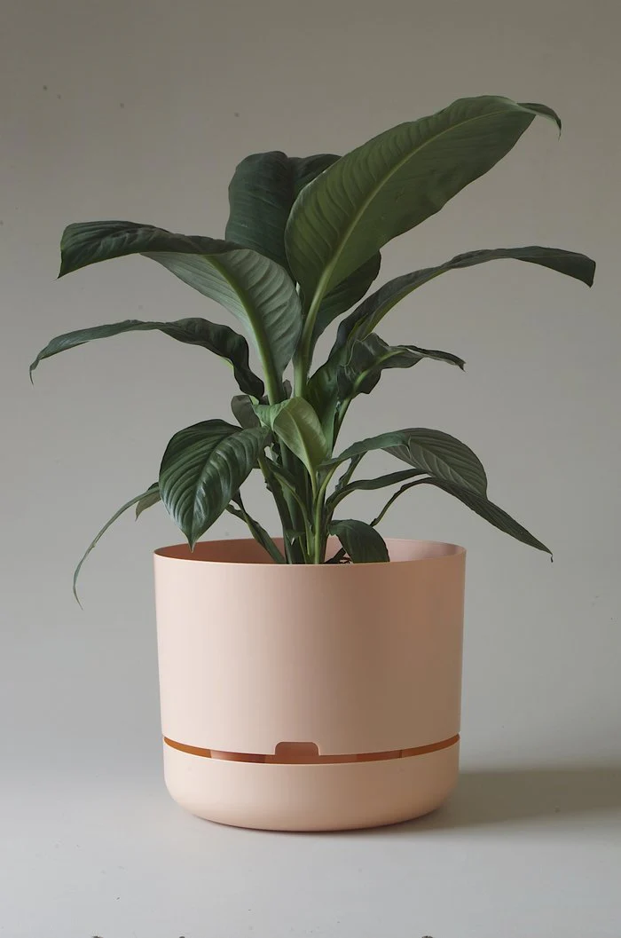 Mr Kitly - Self-Watering Plant Pots - 375mm - PICK UP ONLY - Image 7