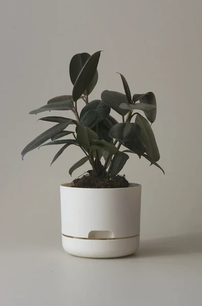 Mr Kitly - Self-Watering Plant Pots - 170mm - PICK UP ONLY - Image 10