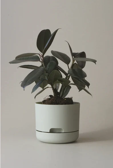 Mr Kitly - Self-Watering Plant Pots - 170mm - PICK UP ONLY - Image 3