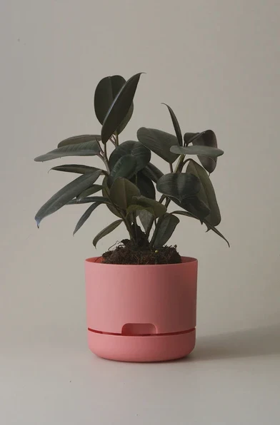 Mr Kitly - Self-Watering Plant Pots - 170mm - PICK UP ONLY - Image 4