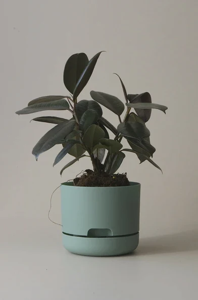 Mr Kitly - Self-Watering Plant Pots - 170mm - PICK UP ONLY - Image 5