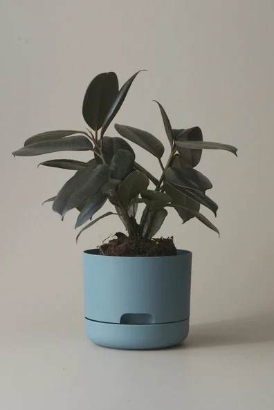 Mr Kitly - Self-Watering Plant Pots - 170mm - PICK UP ONLY - Image 6