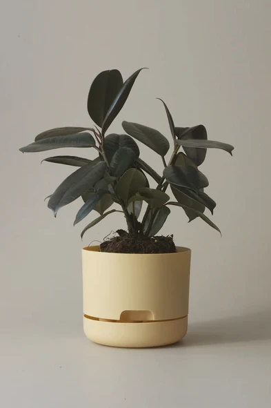 Mr Kitly - Self-Watering Plant Pots - 170mm - PICK UP ONLY - Image 7