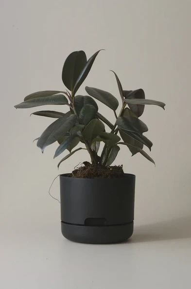 Mr Kitly - Self-Watering Plant Pots - 170mm - PICK UP ONLY - Image 8