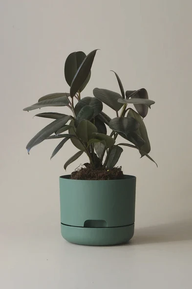 Mr Kitly - Self-Watering Plant Pots - 170mm - PICK UP ONLY - Image 9