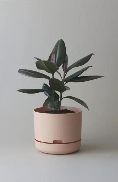 Mr Kitly - Self-Watering Plant Pots  - 250mm - PICK UP ONLY - Image 10