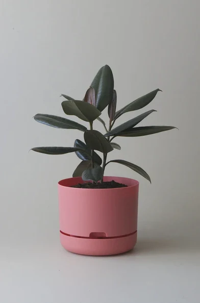 Mr Kitly - Self-Watering Plant Pots  - 250mm - PICK UP ONLY - Image 4