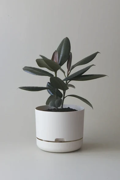 Mr Kitly - Self-Watering Plant Pots  - 250mm - PICK UP ONLY - Image 5