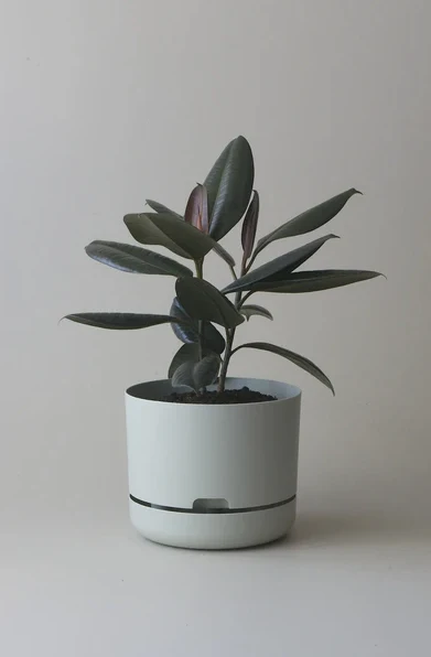 Mr Kitly - Self-Watering Plant Pots  - 250mm - PICK UP ONLY - Image 6