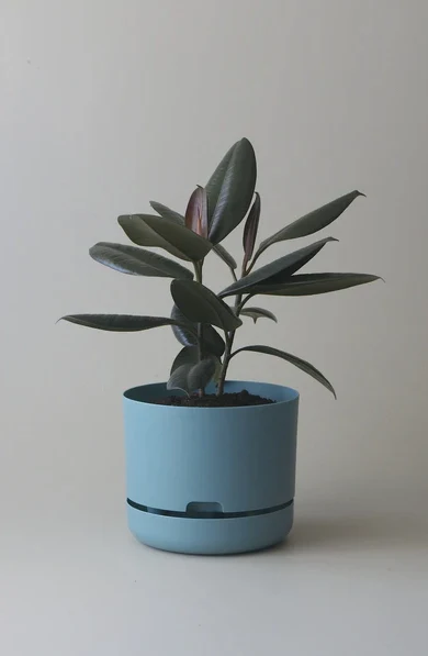 Mr Kitly - Self-Watering Plant Pots  - 250mm - PICK UP ONLY - Image 7