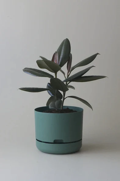 Mr Kitly - Self-Watering Plant Pots  - 250mm - PICK UP ONLY - Image 8