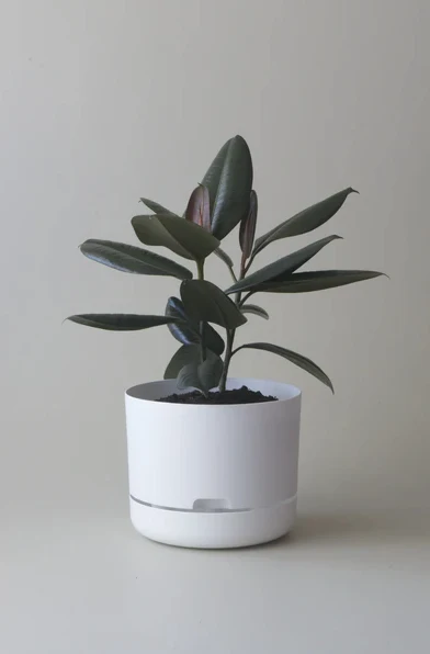 Mr Kitly - Self-Watering Plant Pots  - 250mm - PICK UP ONLY - Image 9