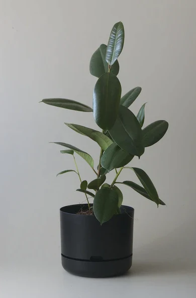 Mr Kitly - Self-Watering Plant Pot - 300mm - PICK UP ONLY - Image 3