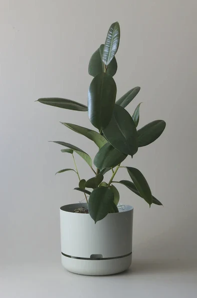 Mr Kitly - Self-Watering Plant Pot - 300mm - PICK UP ONLY - Image 4