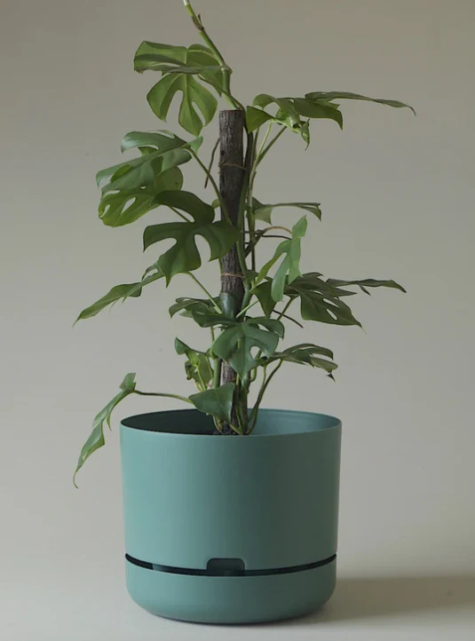 Mr Kitly - Self-Watering Plant Pot - 300mm - PICK UP ONLY - Image 5