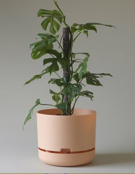 Mr Kitly - Self-Watering Plant Pot - 300mm - PICK UP ONLY - Image 6