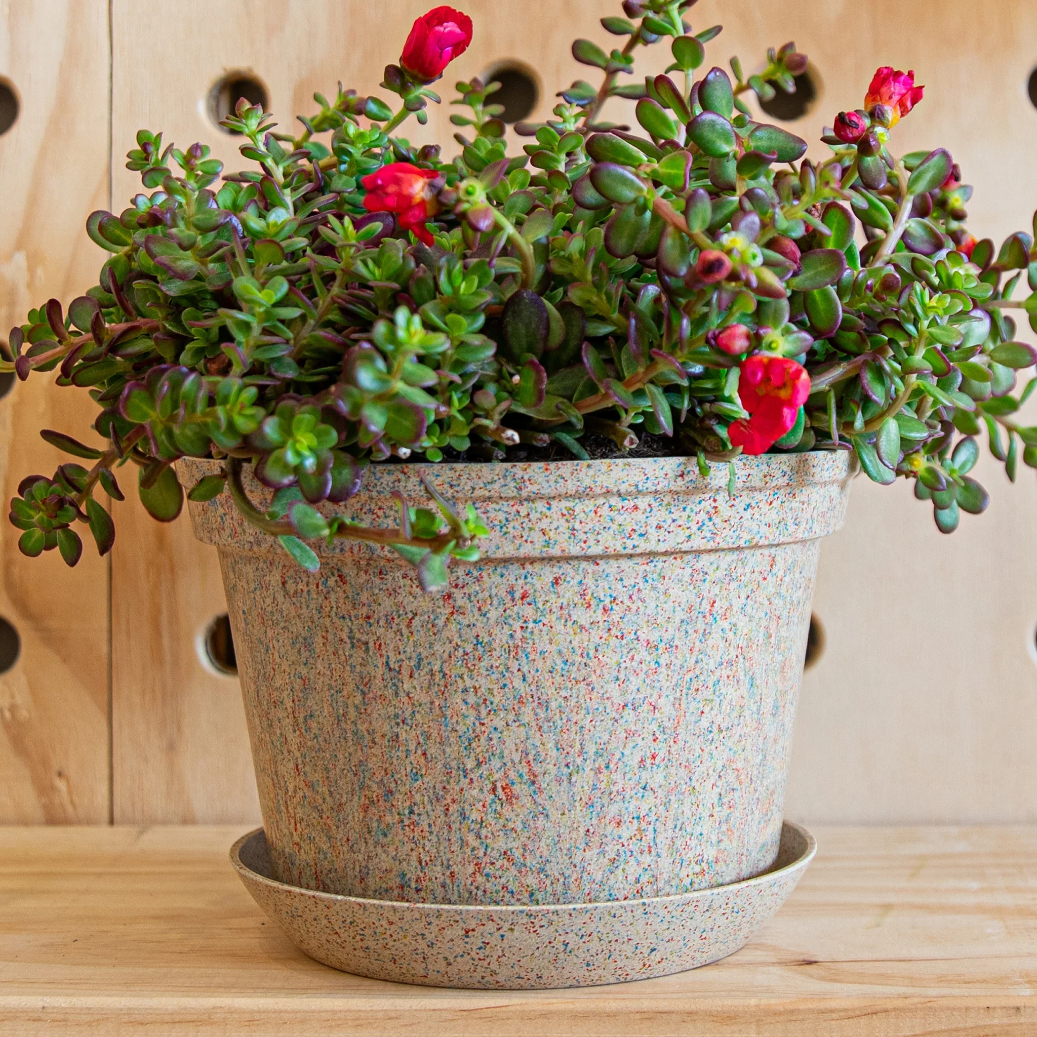 Woljam - Sundae Series Planter - Confetti - Image 3